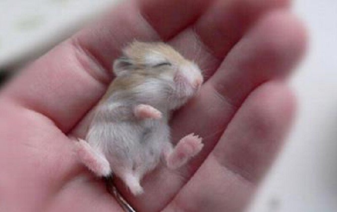 Os 20 Animais Beb s Mais Fofinhos Do Mundo MuitoBom